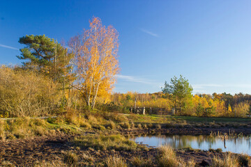 Landscape in the National Park Maasduinen in the Netherlands