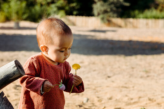 Baby Looking At Yellow Dandelion Flower In The Beach