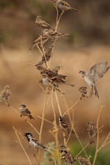 Fototapeta premium bird on the grass