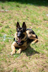 Service German Shepherd, in unloading, sticking out his tongue, lies on the grass