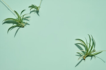 Tradescantia, spiderwort plants on mint green background. Flat lay, top view with copy-space, place for text.