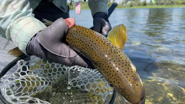 A underwater release of a wild brown trout back into the river.