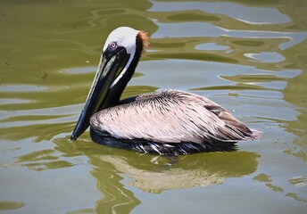 American brown pelicans of Orange Beach
