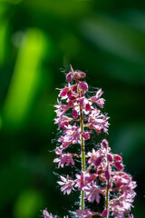 Blossom pink Astilbe flower a on a green background in summer macro photography. Light red false spirea flowering plant with mini flowers closeup photo on a sunny day.	