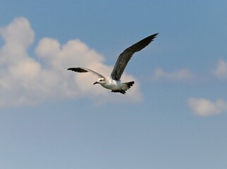 Obraz premium Sea gulls of the orange beach coastline. 