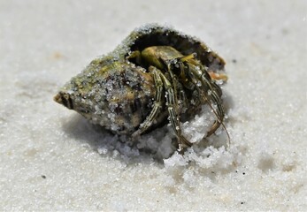 Little shy hermit crabs on the Orange Beach shore!