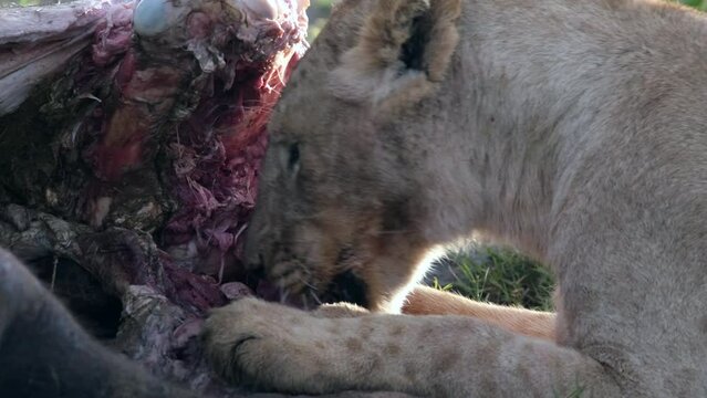 Close-up of a lioness's mouth tearing fresh, killed buffalo meat in the African savannah wild, in Ngorongoro National Park, Tanzania. A lion eating the meat of a captured victim for breakfast.