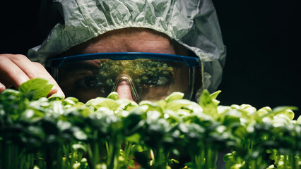 Scientist analyze OGM genetically modified plants - obrazy, fototapety, plakaty