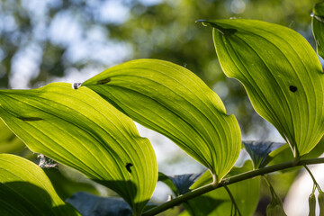 Green leaf of a garden plant in sunlight macro photography. The texture of a juicy leaf on a sunny summer day, close-up photo. Fresh greens with deep shadows in the springtime.	