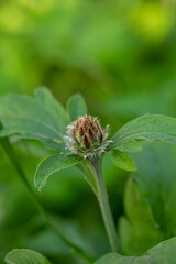 Bud of a flowering plant on a green background on a sunny summer day macro photography. Close-up garden plant photography.