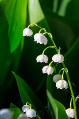 Obraz premium Blooming white lily of the valley with raindrops in springtime macro photography. Garden May bells buds with water drops summertime close-up photo. 