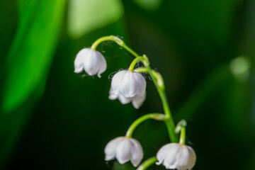 Fototapeta premium Blooming white lily of the valley with raindrops in springtime macro photography. Garden May bells buds with water drops summertime close-up photo. 