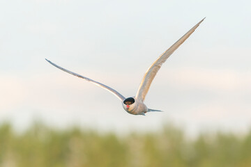 Fototapeta na wymiar Common Tern (Sterna hirundo) in flight. Gelderland in the Netherlands.