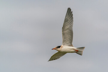 Fototapeta na wymiar Juvenile Common Tern (Sterna hirundo) in flight. Gelderland in the Netherlands. 