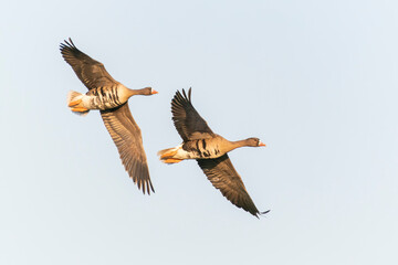 Two Greater White-fronted Goose (Anser albifrons) in flight.   Gelderland in the Netherlands.                                                                                                   