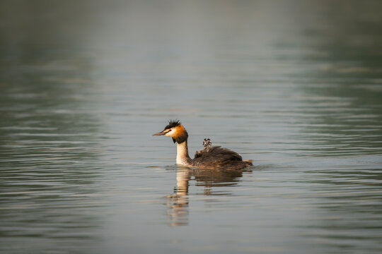 Great Crested Grebe, waterbird (Podiceps cristatus) with juvenile on his back. Great crested grebe with youngsters.     