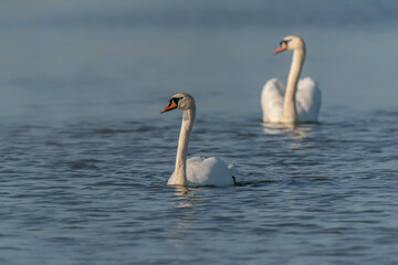 Two Mute Swan (Cygnus olor). White swan picture. Gelderland in the Netherlands.                                     