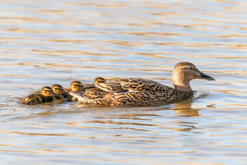 Mother duck, Female Mallard (Anas platyrhynchos) with ducklings swimming on lake surface. Gelderland in the Netherlands.   