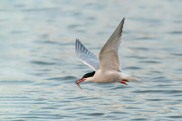 Fototapeta na wymiar Common Tern (Sterna hirundo). Common Tern caught a small fish. Gelderland in the Netherlands. 