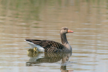 Naklejka na ściany i meble Mother Greylag Goose (Anser anser) out with their young goslings. Gelderland in the Netherlands. 
