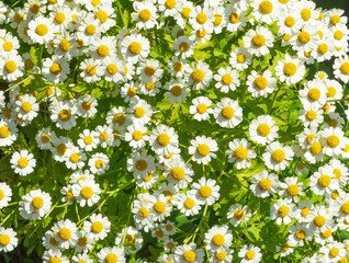 White chamomile flowers in sunlight. Floral background.