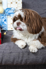 Closeup of 9 month old shit tzu lying on the sofa next to gift boxes and light bulbs.