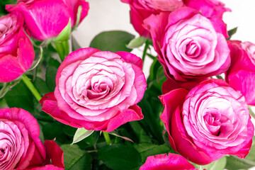 Fototapeta premium Beautiful pink roses with green leaves in the background. Bouquet of beautiful pink roses
