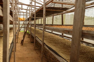 Coffee beans drying in a solar dryer in farm in Africa region