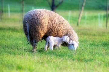The sheep with his mother