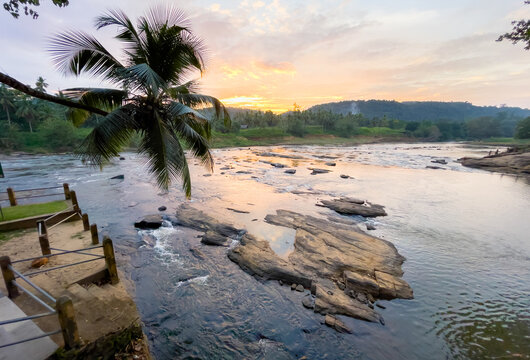 Lonely palm tree with wide angle rocky river sunset landscape with jungle banks in Pinnawala Elephant Orphanage.