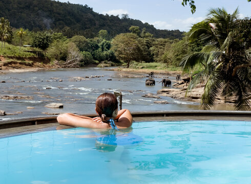 Woman relaxing in swimming pool and watching a Herd of Young elephants in river water hosing in Pinnawala Elephant Orphanage.