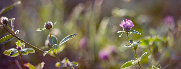 dewy plants with nice soft artistic bokeh