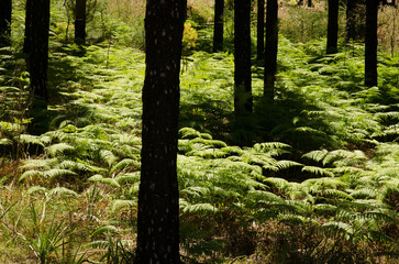 Forest of Canary Island pine Pinus canariensis and undergrowth of common bracken Pteridium aquilinum. San Mateo. Gran Canaria. Canary Islands. Spain.