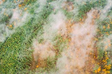 Aerial view of a logging zone cuts through forest. Bush fire and smoke in deforestation zone. Wild open fire destroys grass. Nature in danger. Ecological problem air pollution.