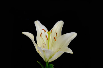 Obraz na płótnie Canvas Lily is white black background, flowers close up, pistil and stamens.
