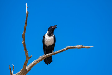 Pied crow, Corvus albus, black and white bird perched on a tree in Namibia
