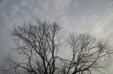 Fototapeta premium Sweet chestnut Castanea sativa at dusk. San Mateo. Gran Canaria. Canary Islands. Spain.