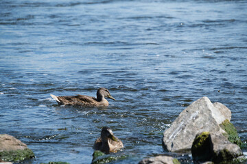 Fototapeta premium Duck swim river against current among stone.