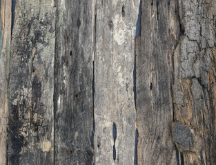 gray rotten wood plank wood background