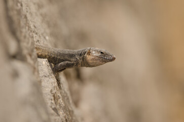 Male Gran Canaria giant lizard Gallotia stehlini. La Goleta. The Nublo Rural Park. Tejeda. Gran Canaria. Canary Islands. Spain.