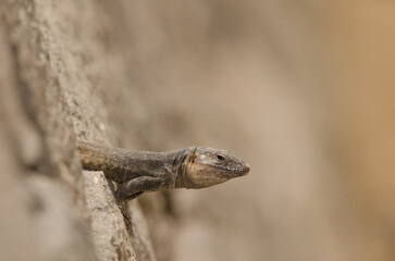 Male Gran Canaria giant lizard Gallotia stehlini. La Goleta. The Nublo Rural Park. Tejeda. Gran Canaria. Canary Islands. Spain.