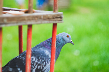 Pigeon in the park. Bird in the city.Pigeon farm.