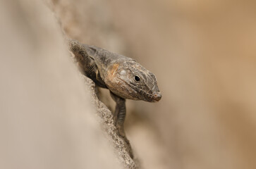 Male Gran Canaria giant lizard Gallotia stehlini. La Goleta. The Nublo Rural Park. Tejeda. Gran Canaria. Canary Islands. Spain.