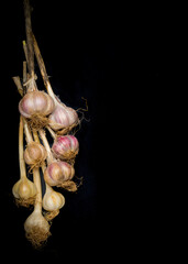 Fresh garlic bulbs with stems