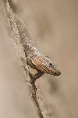 Male Gran Canaria giant lizard Gallotia stehlini. La Goleta. The Nublo Rural Park. Tejeda. Gran Canaria. Canary Islands. Spain.