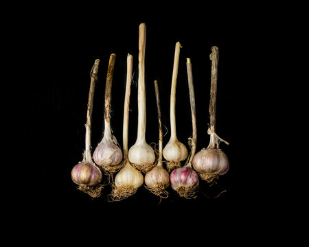 Fresh garlic bulbs with stems