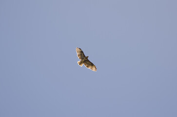 Common buzzard Buteo buteo insularum hovering. San Mateo. Gran Canaria. Canary Islands. Spain.