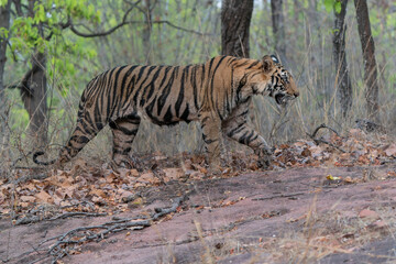 Fototapeta na wymiar Tiger, Bengal Tiger (Panthera tigris Tigris), walking in Ranthambore National Park in India 