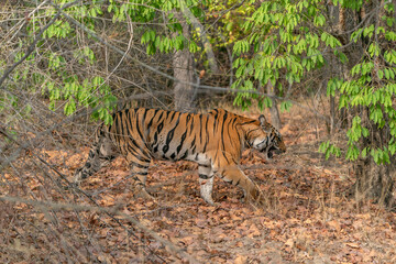 Naklejka na ściany i meble Tiger, Bengal Tiger (Panthera tigris Tigris), walking in Ranthambore National Park in India 