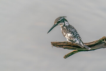 Pied kingfisher or water kingfisher (Ceryle rudis) sitting on a branch in Ranthambore National Park in India                                     - obrazy, fototapety, plakaty